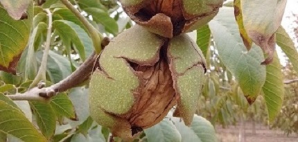 Charla sobre ” Potencialidad de frutos secos en la región”