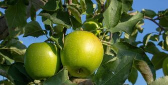 Plan de Trabajo para la Exportación de Manzanas y Peras de Argentina a México bajo un Enfoque de Sistemas