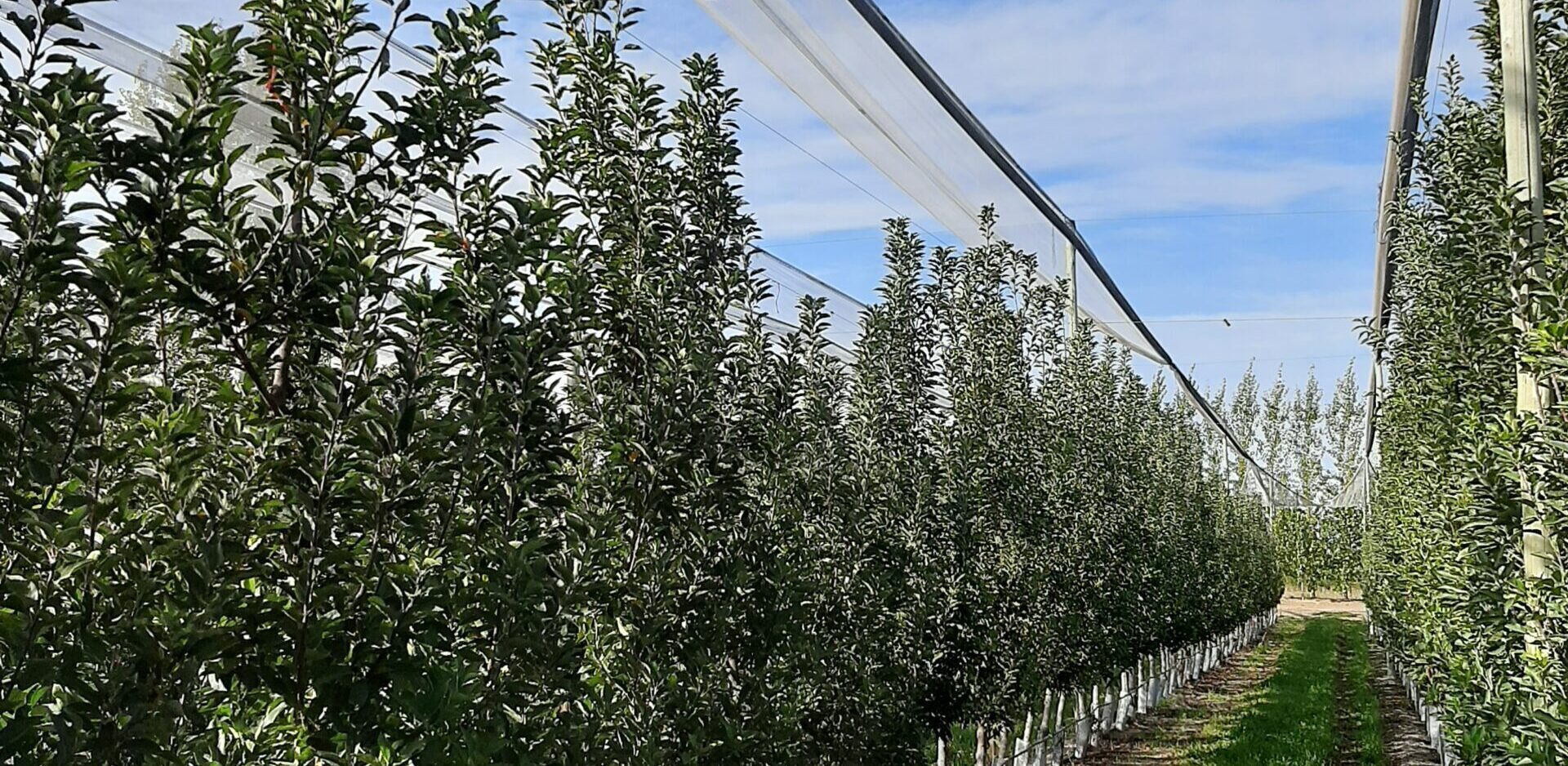 Nutrición y Sistemas de Conducción de Pepita