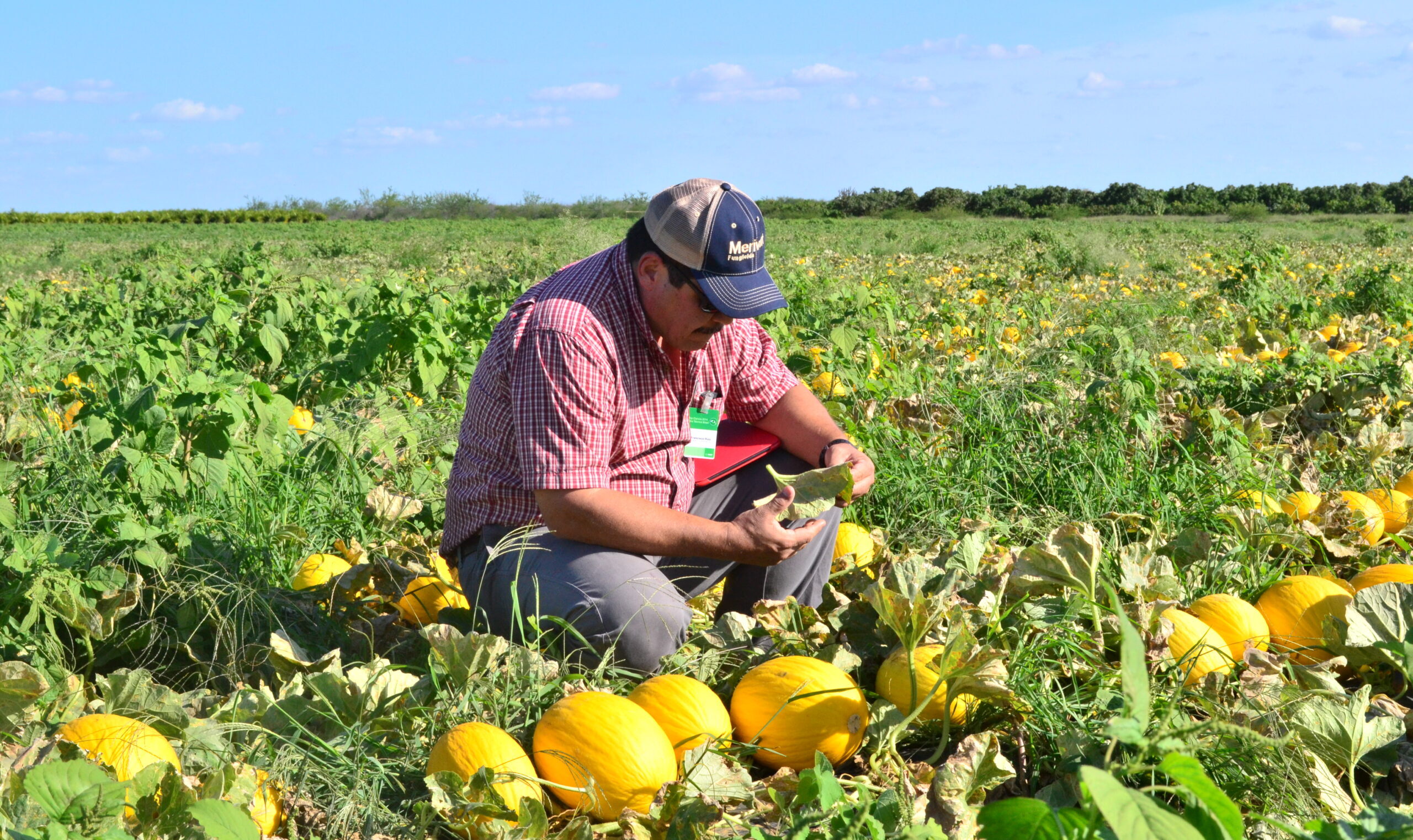 “Curso Interpretación de la Norma IFA GLOBALG.A.P. para frutas y hortalizas versión 6”