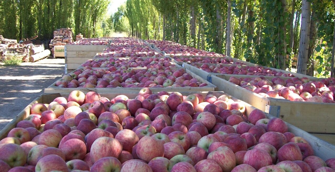 Plan de trabajo para la exportación de manzanas y peras de Argentina a México