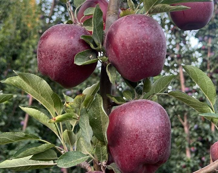 🌱 Jornada a campo en Villa Regina 🍎