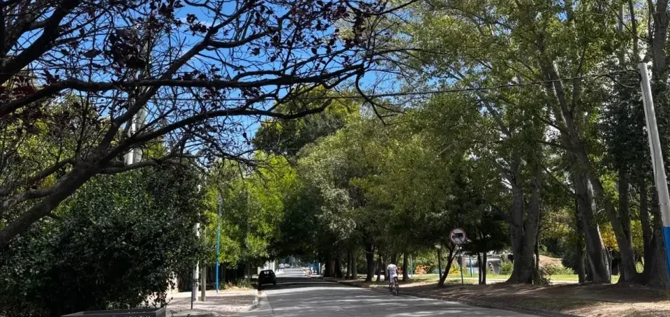 Arbolado urbano: la infraestructura verde que sostiene la vida en las ciudades