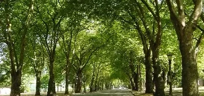 ¿Cuándo hay que ocuparse del arbolado urbano?