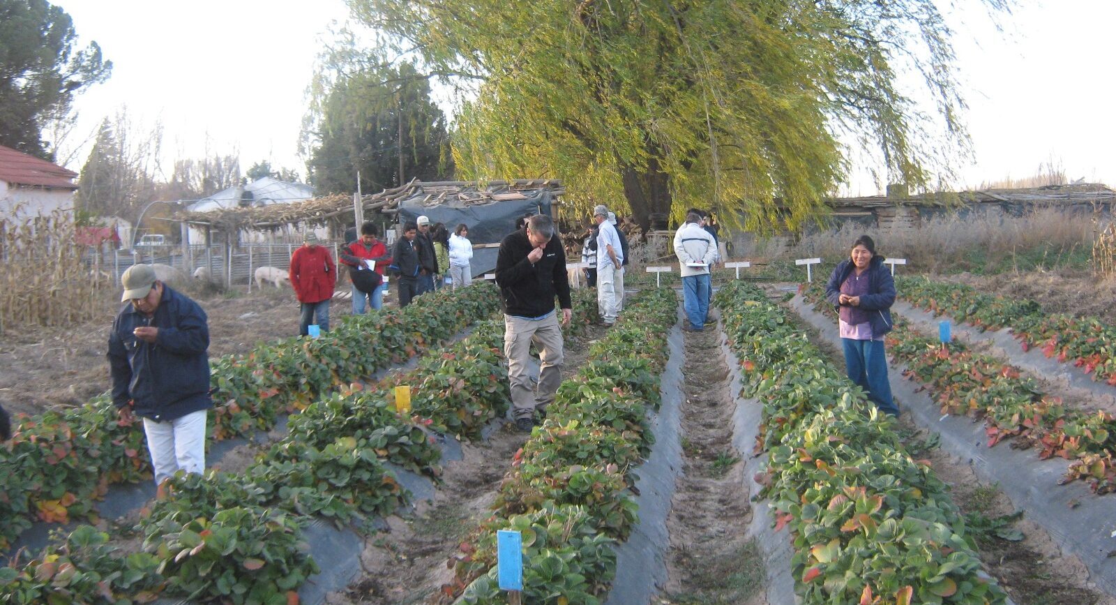 Cultivo de frutilla en el Alto Valle de Río Negro