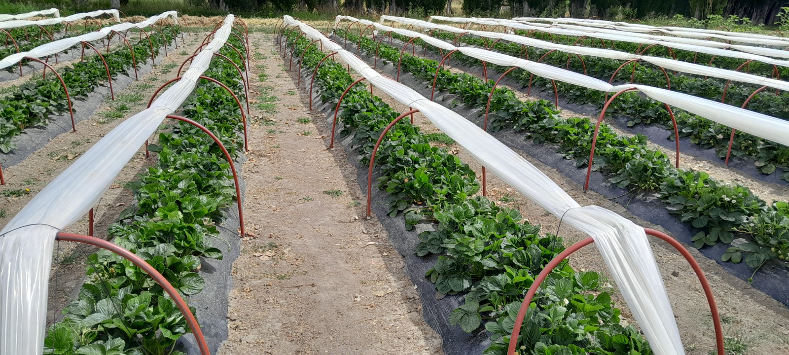 Pautas para el éxito del cultivo de frutillas