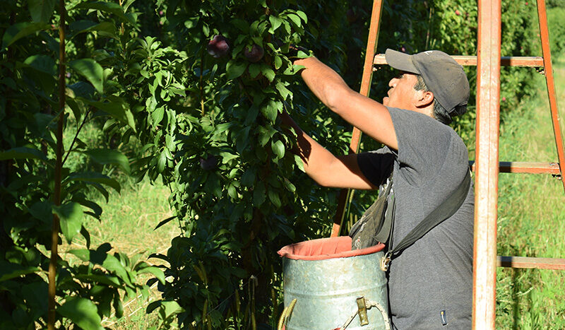 Aportes de la Ingeniería de Biosistemas Frutícolas a la mejora de la productividad